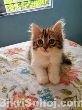 Persian Cat
